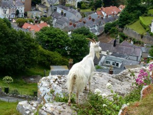 Goat First we take Llandudno 2 26.6.15 - Copy