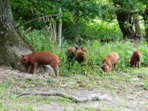 Knepp piglets 2 12.7.15 - Copy