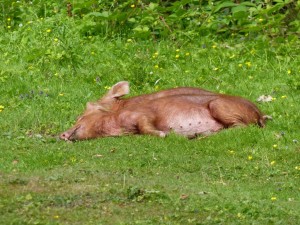 Knepp piglets 6.7.15 - Copy