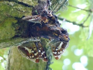 PE x 4 close up on oak sap Knepp 16.7.15 - Copy