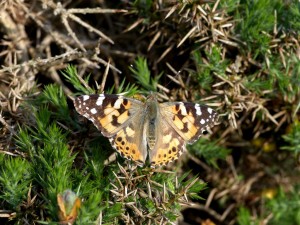 PL m 3 on gorse Holnicote 15.6.15 - Copy