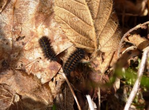 HF 2 larvae Halse Combe 10.3.14 - Copy