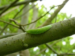 PE L Sav 198 2 Crawling on pupate 3.6.14 - Copy