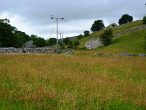 Yockenthwaite Meadows 2 29.7.14 - Copy