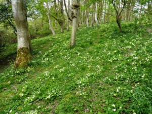 Wydcombe, Chilling Copse. 11.5.10. comp