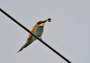 bee-eater and bee